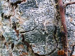 Attēlu rezultāti vaicājumam “Opegrapha atra”