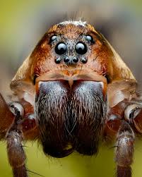 Attēlu rezultāti vaicājumam “Lycosidae”