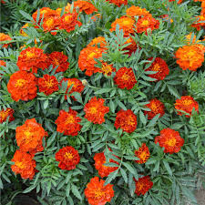 Image result for Tagetes patula