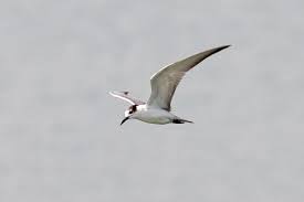 Attēlu rezultāti vaicājumam “Chlidonias hybrida”