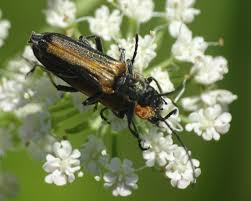 Attēlu rezultāti vaicājumam “Anogcodes melanurus”