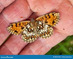 Attēlu rezultāti vaicājumam “Melitaea cinxia underside”
