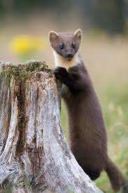 Attēlu rezultāti vaicājumam “Martes martes”