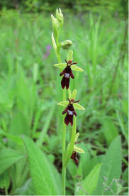Attēlu rezultāti vaicājumam “Ophrys insectifera”