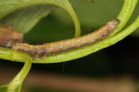 Attēlu rezultāti vaicājumam “Catocala nupta”