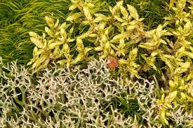 Attēlu rezultāti vaicājumam “Pleurozium schreberi sporophyte”