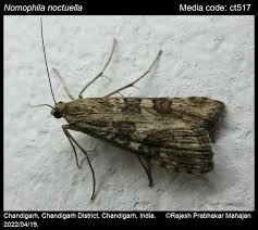 Attēlu rezultāti vaicājumam “Nomophila noctuella”