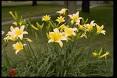 Growing Daylilies