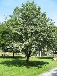 Attēlu rezultāti vaicājumam “Sorbus aria”