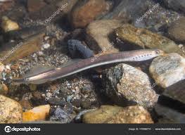 Attēlu rezultāti vaicājumam “Lampetra planeri”