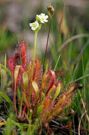 Attēlu rezultāti vaicājumam “Drosera anglica fruit”
