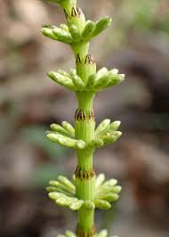 Attēlu rezultāti vaicājumam “Equisetum pratense”