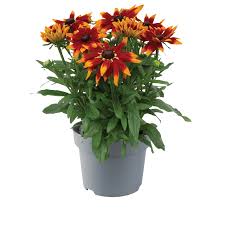 Attēlu rezultāti vaicājumam “Rudbeckia hirta var. hirta leaf”