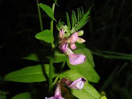 Attēlu rezultāti vaicājumam “Vicia sepium”