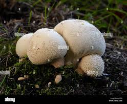 Attēlu rezultāti vaicājumam “Lycoperdon pyriforme sessile”