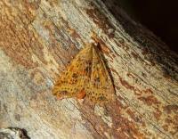 Attēlu rezultāti vaicājumam “Conistra rubiginea”