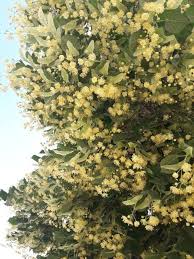 Attēlu rezultāti vaicājumam “Tilia platyphyllos subsp. platyphyllos”