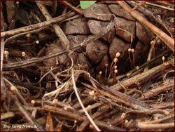 Attēlu rezultāti vaicājumam “Heyderia pusilla”