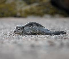 Image result for Phoca vitulina