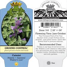 Attēlu rezultāti vaicājumam “Nepeta x faassenii flower”