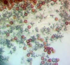 Attēlu rezultāti vaicājumam “Didymium xanthopus”