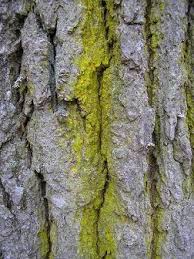 Attēlu rezultāti vaicājumam “Chrysothrix candelaris”