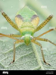 Attēlu rezultāti vaicājumam “Adelphocoris quadripunctatus”