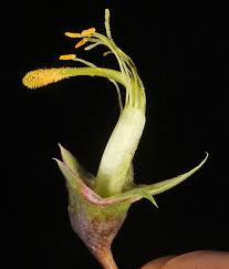 Attēlu rezultāti vaicājumam “Lathyrus latifolius bud”