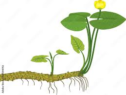 Attēlu rezultāti vaicājumam “Nuphar lutea leaf”