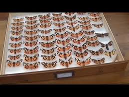 Attēlu rezultāti vaicājumam “Arctia caja”