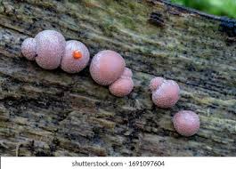 Attēlu rezultāti vaicājumam “Lycogala miserum young”