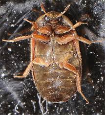 Attēlu rezultāti vaicājumam “Attagenus smirnovi”