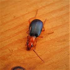 Attēlu rezultāti vaicājumam “Leistus terminatus”