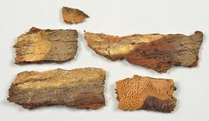 Attēlu rezultāti vaicājumam “Hapalopilus aurantiacus”