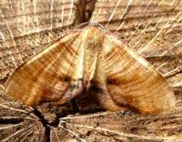 Attēlu rezultāti vaicājumam “Plagodis dolabraria”