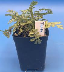 Image result for Tanacetum vulgare