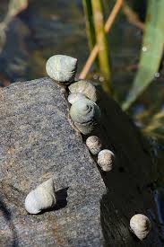 Attēlu rezultāti vaicājumam “Cribraria martinii macro”