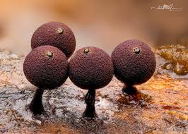 Attēlu rezultāti vaicājumam “Enerthenema papillatum stalked”