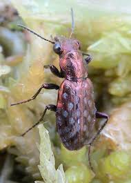 Attēlu rezultāti vaicājumam “Elaphrus cupreus”