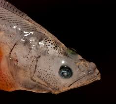 Image result for Reinhardtius hippoglossoides