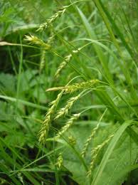 Attēlu rezultāti vaicājumam “Carex sylvatica leaf”