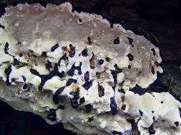 Attēlu rezultāti vaicājumam “Badhamia dubia sessile”