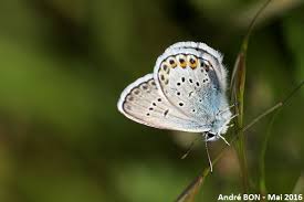 Attēlu rezultāti vaicājumam “Plebejus argus”