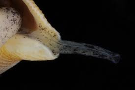 Image result for Buccinum undatum