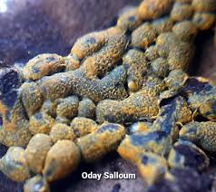 Attēlu rezultāti vaicājumam “Physarum virescens”