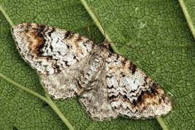 Attēlu rezultāti vaicājumam “Venusia blomeri”