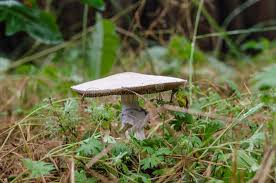 Attēlu rezultāti vaicājumam “Tricholoma album”