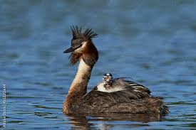 Attēlu rezultāti vaicājumam “Podiceps cristatus”