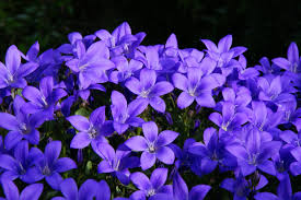 Image result for Campanula affinis