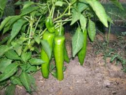 Afbeeldingsresultaat voor numex chimayo hot pepper